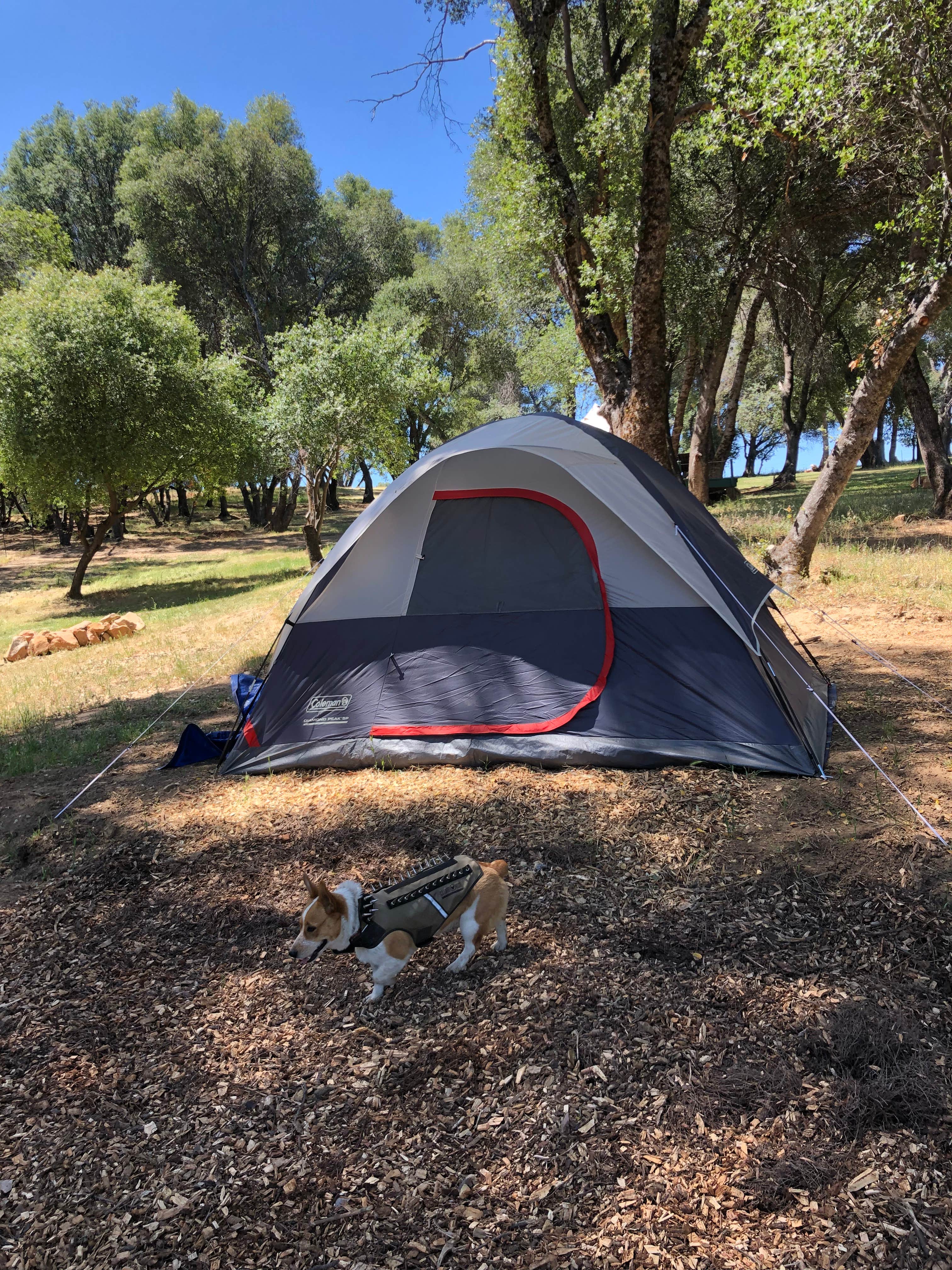John B.'s photo of camping with pets at Diamond Gulch near Eastman Lake