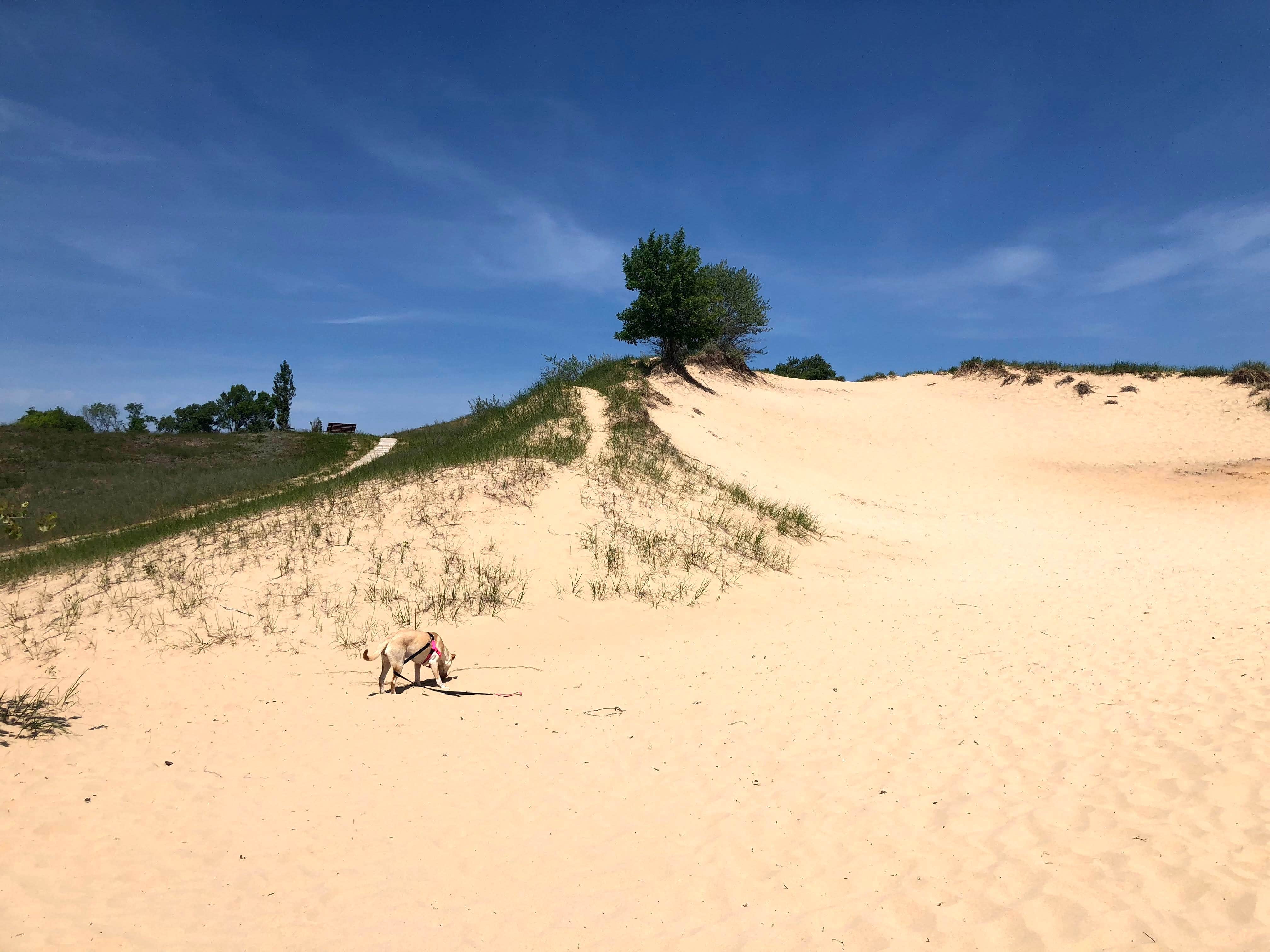 Bri R.'s photo of camping with pets at Kohler-Andrae State Park in Wisconsin