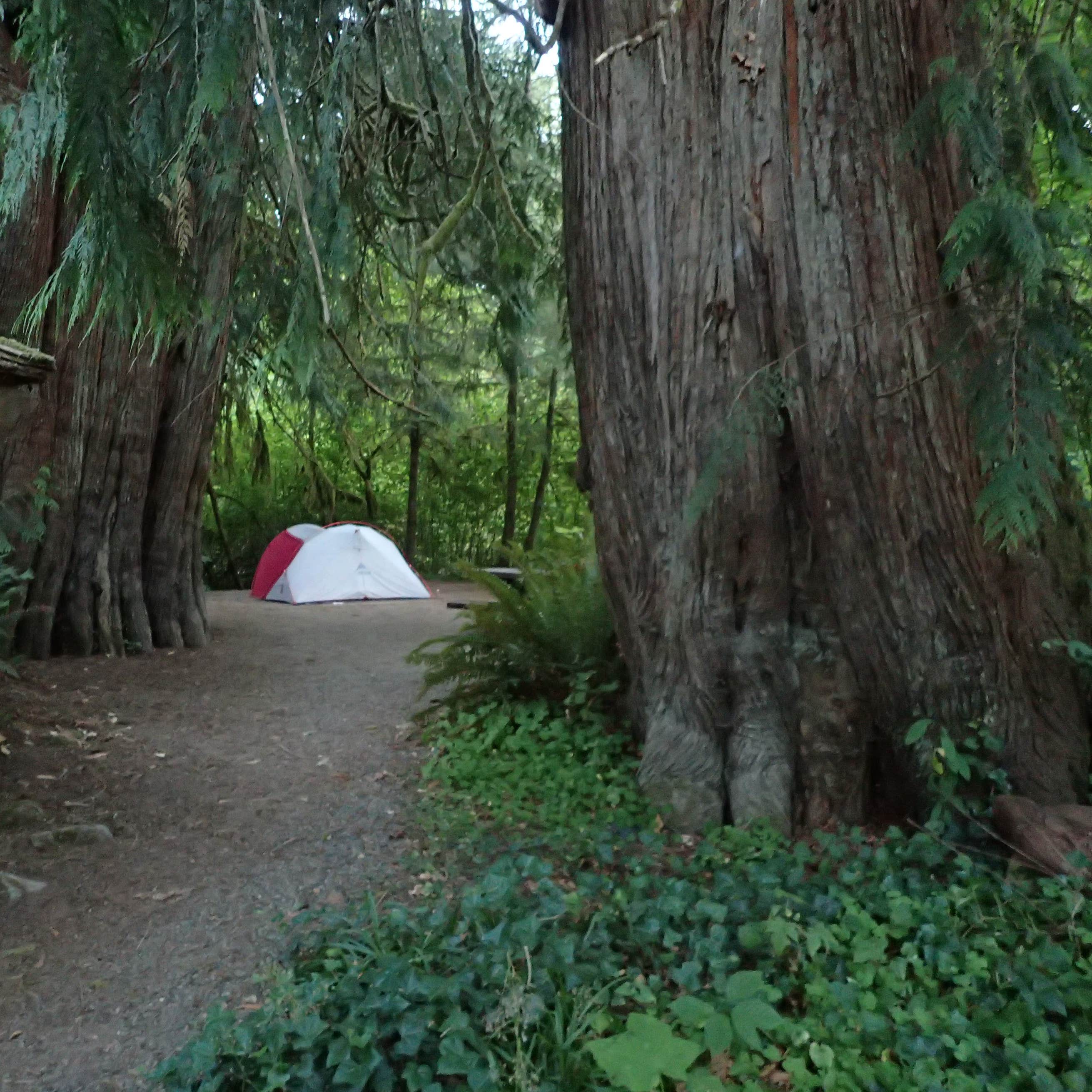 Falls Creek Campground Quinault, WA