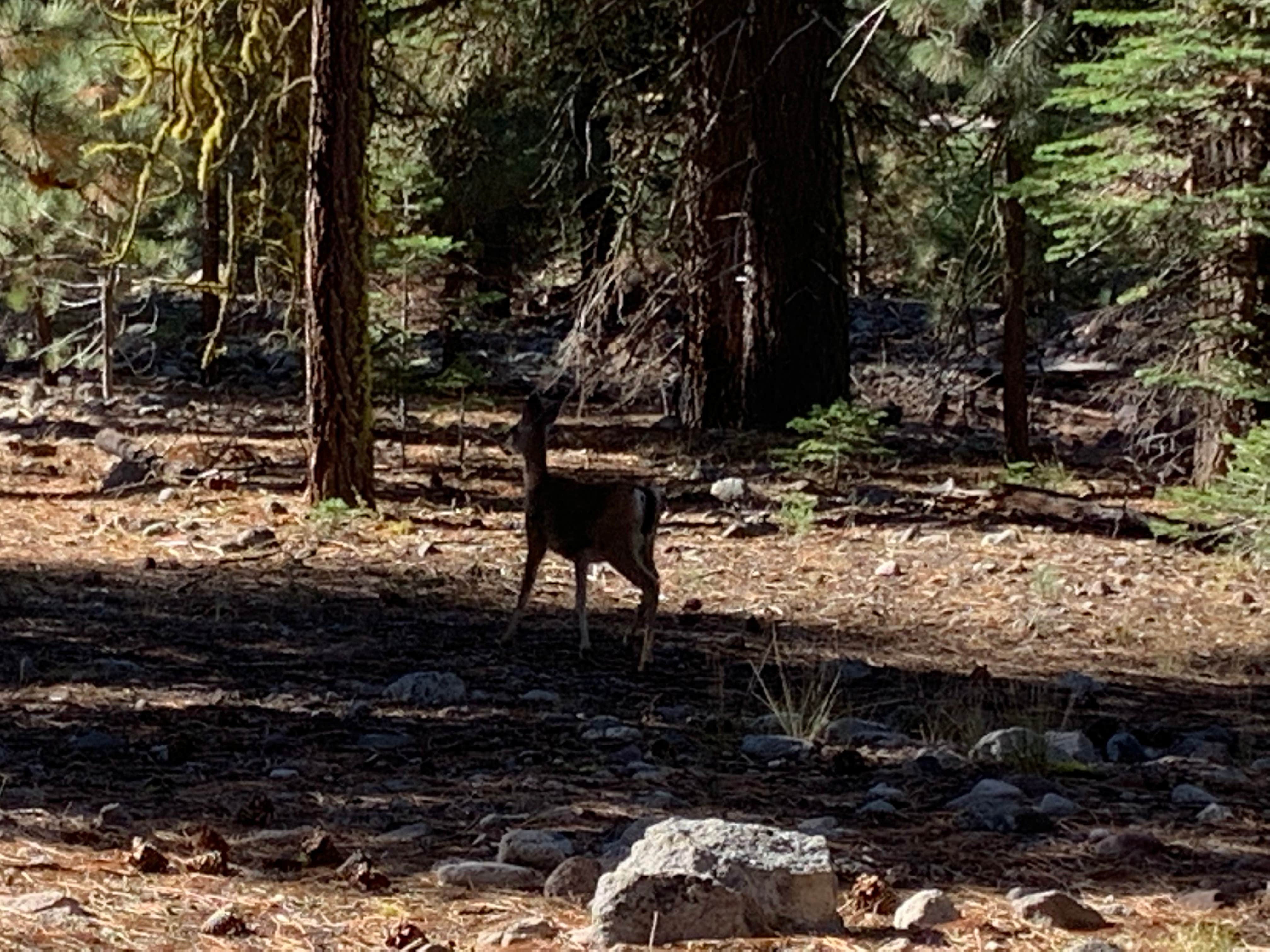 Camper-submitted photo at Butte Creek Campground near Lassen Volcanic National Park