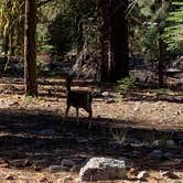 Review photo of Butte Creek Campground by Eric G., September 23, 2022