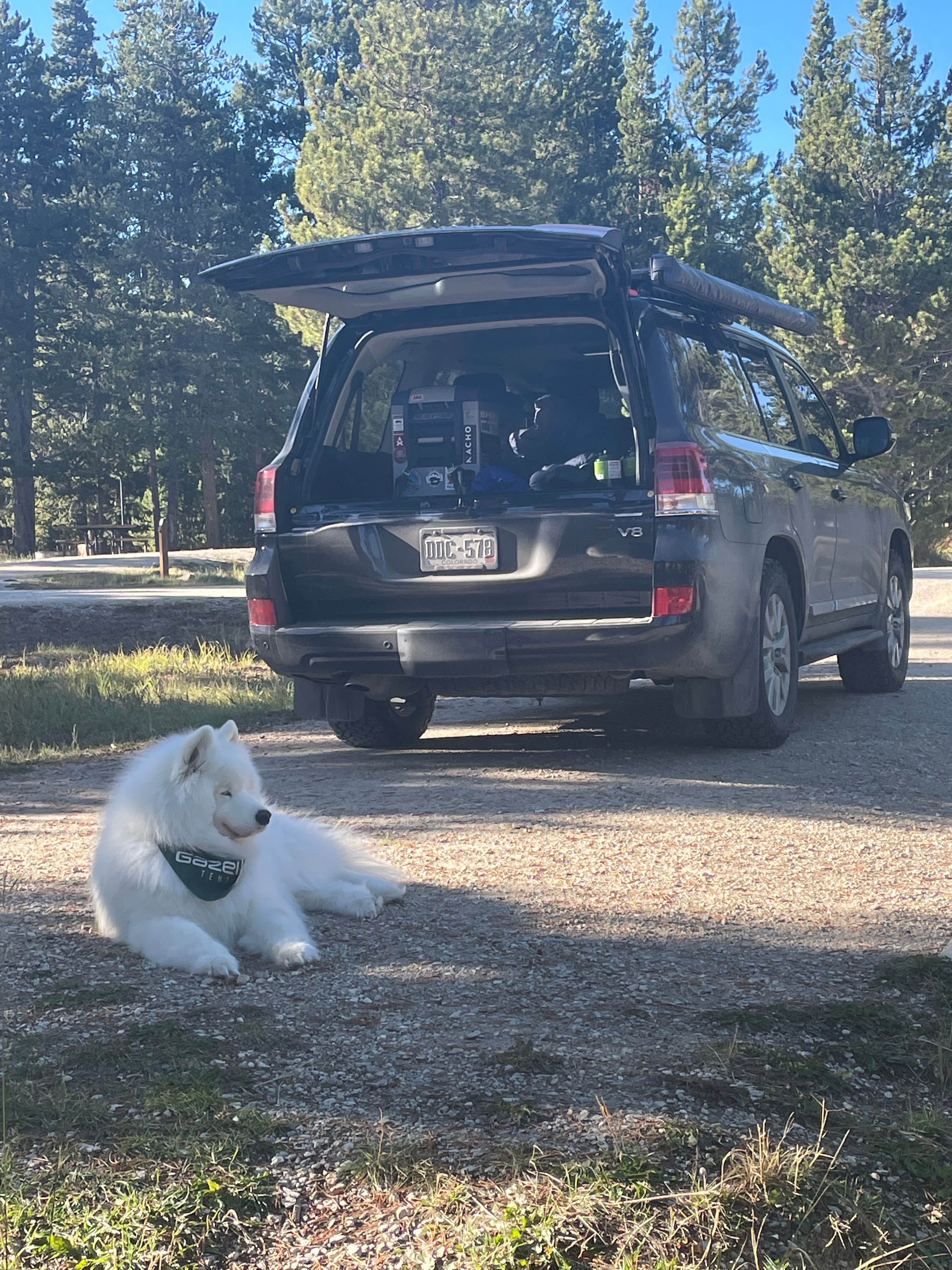 Bryan P.'s photo of camping with pets at Bighorn National Forest Tie Flume Campground near Wolf, WY