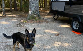 Laurie's photo of camping with pets at Tamworth Camping Area near Conway, NH
