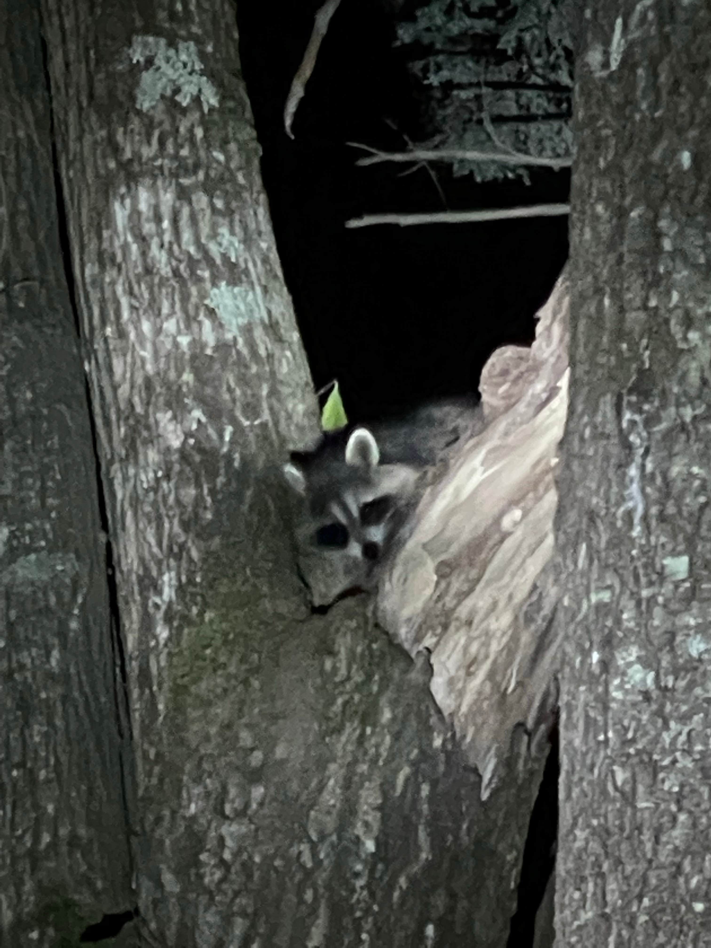 Camping near Terrace Pines Camping Area: Tamworth Camping Area, Tamworth, New Hampshire