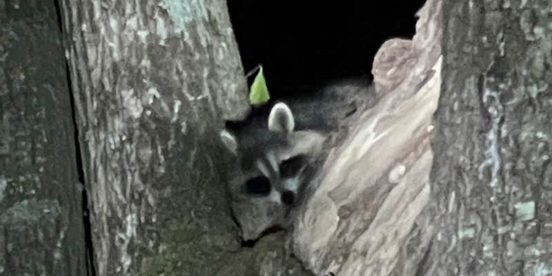 Camper submitted image from Tamworth Camping Area