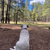 Review photo of West Sedona Designated Dispersed Camping by Jenny D., September 25, 2022