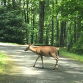 Review photo of Julian Price Park Campground — Blue Ridge Parkway by Danielle L., September 3, 2018