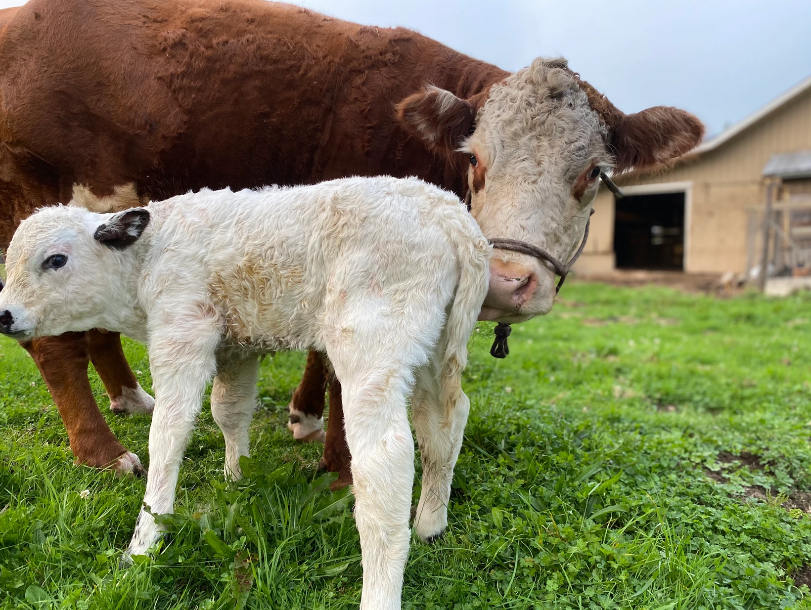 4petesakefarm - PERMANENTLY CLOSED