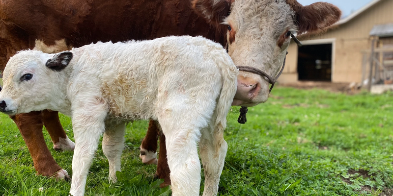 Camper submitted image from 4petesakefarm - PERMANENTLY CLOSED