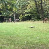 Review photo of Mammoth Cave Campground — Mammoth Cave National Park by Lisa C., September 26, 2022