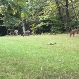 deer within the campgrounds