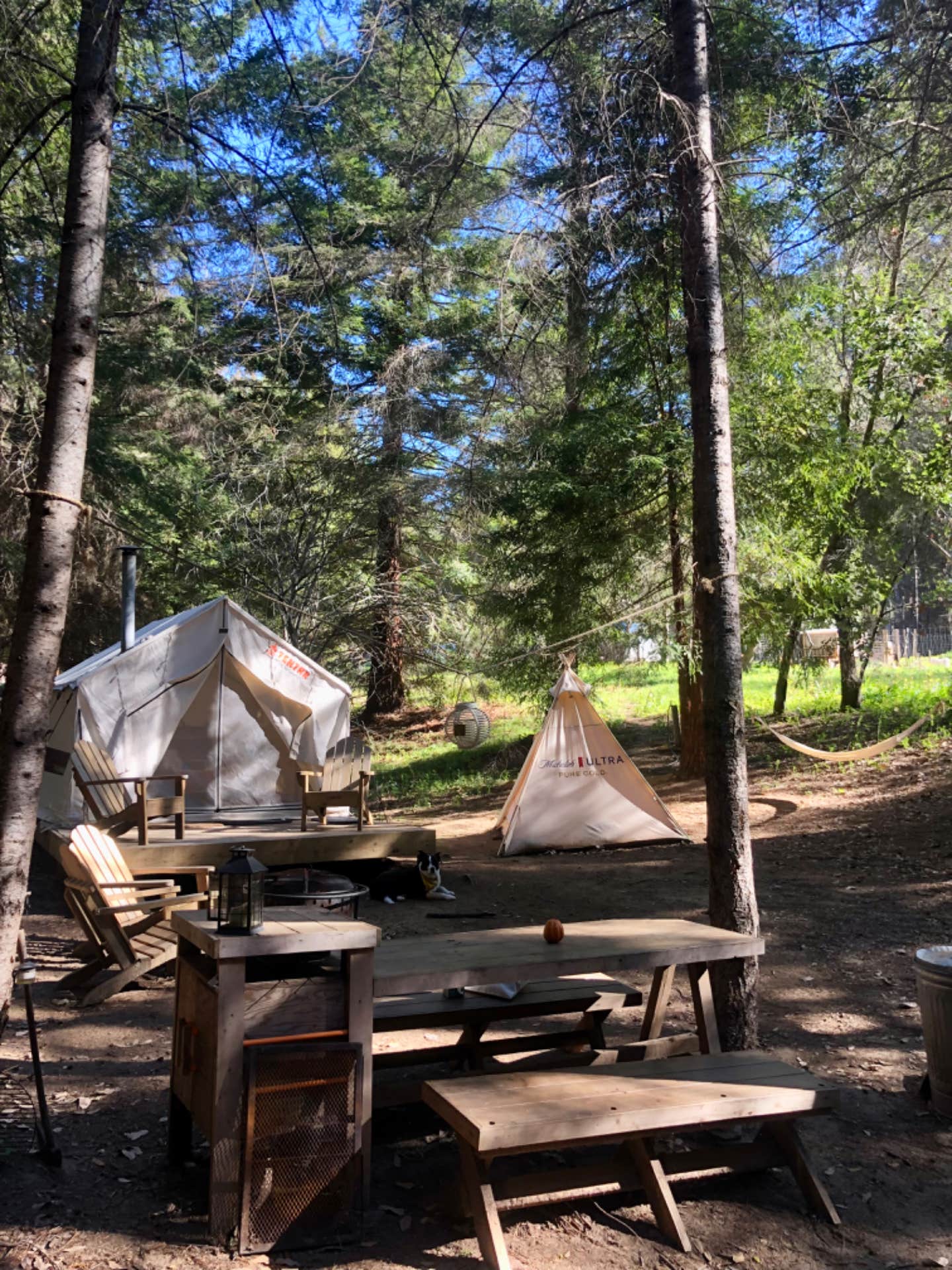 The Dyrt's photo at Tentrr Signature Site - Artemis, Cozy Tent in the Redwoods, Pure Gold near Davenport, CA