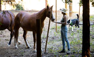 The Dyrt's photo of camping with pets at Tentrr Signature Site - Artemis, Cozy Tent in the Redwoods, Pure Gold near Santa Cruz, CA