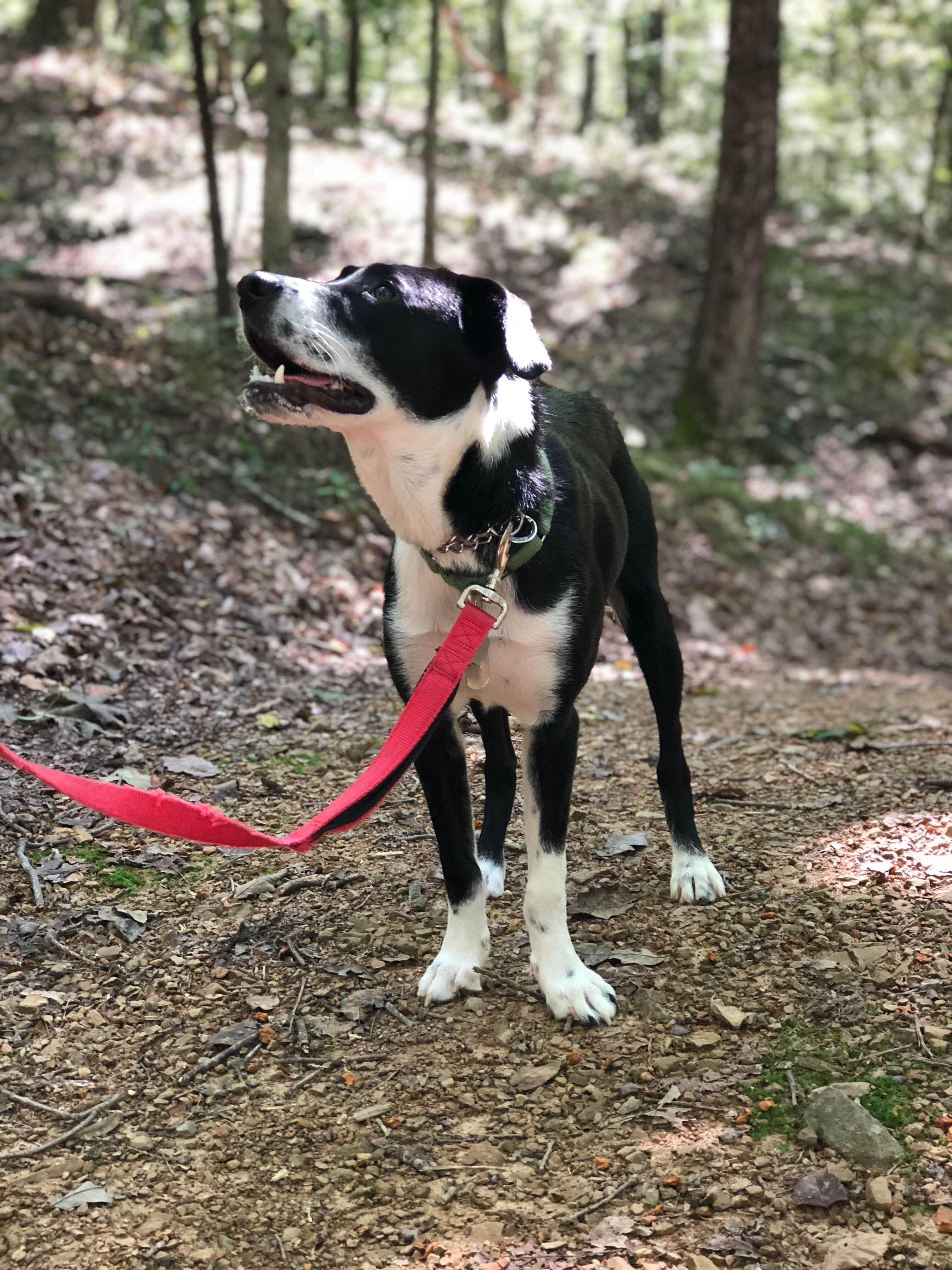 Deanna S.'s photo of camping with pets at Gooney Creek Campground near Haymarket, VA