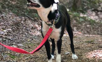 Deanna S.'s photo of camping with pets at Gooney Creek Campground near Rileyville, VA