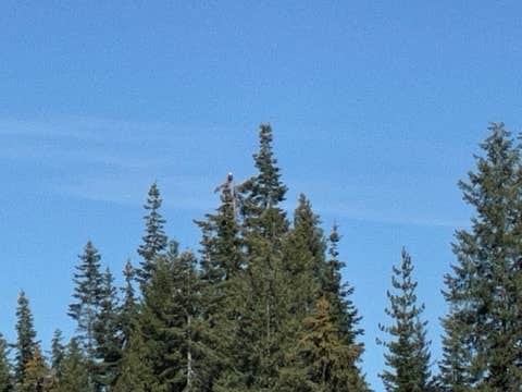 Camping near Bargamin Bar Campsite: Deep Creek, Bitterroot National Forest, Idaho
