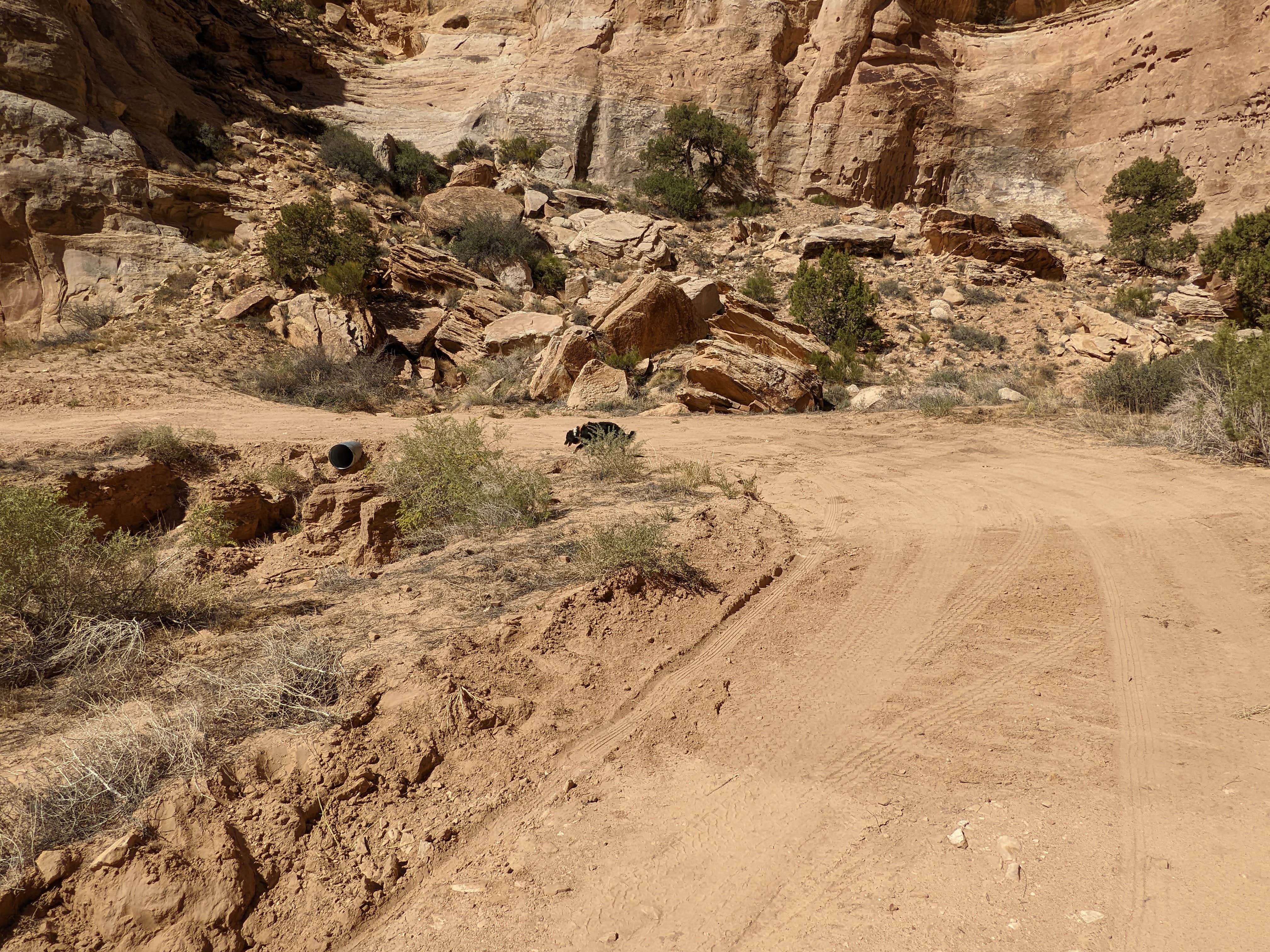 Camper-submitted photo at Buckhorn Draw Designated Campsite #13 near Huntington, UT