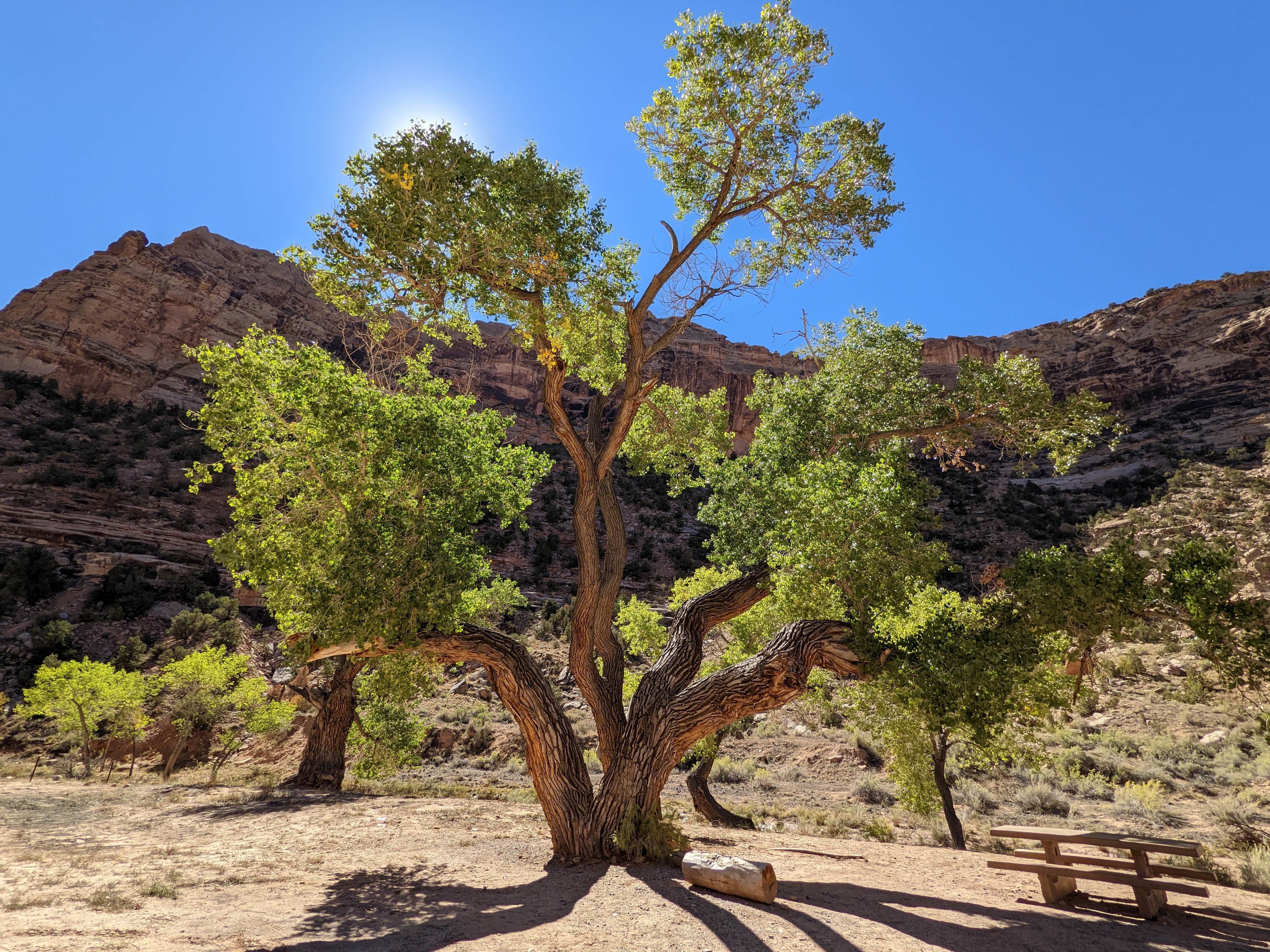 Camper-submitted photo at Buckhorn Draw Designated group Campsite #16 near Huntington, UT