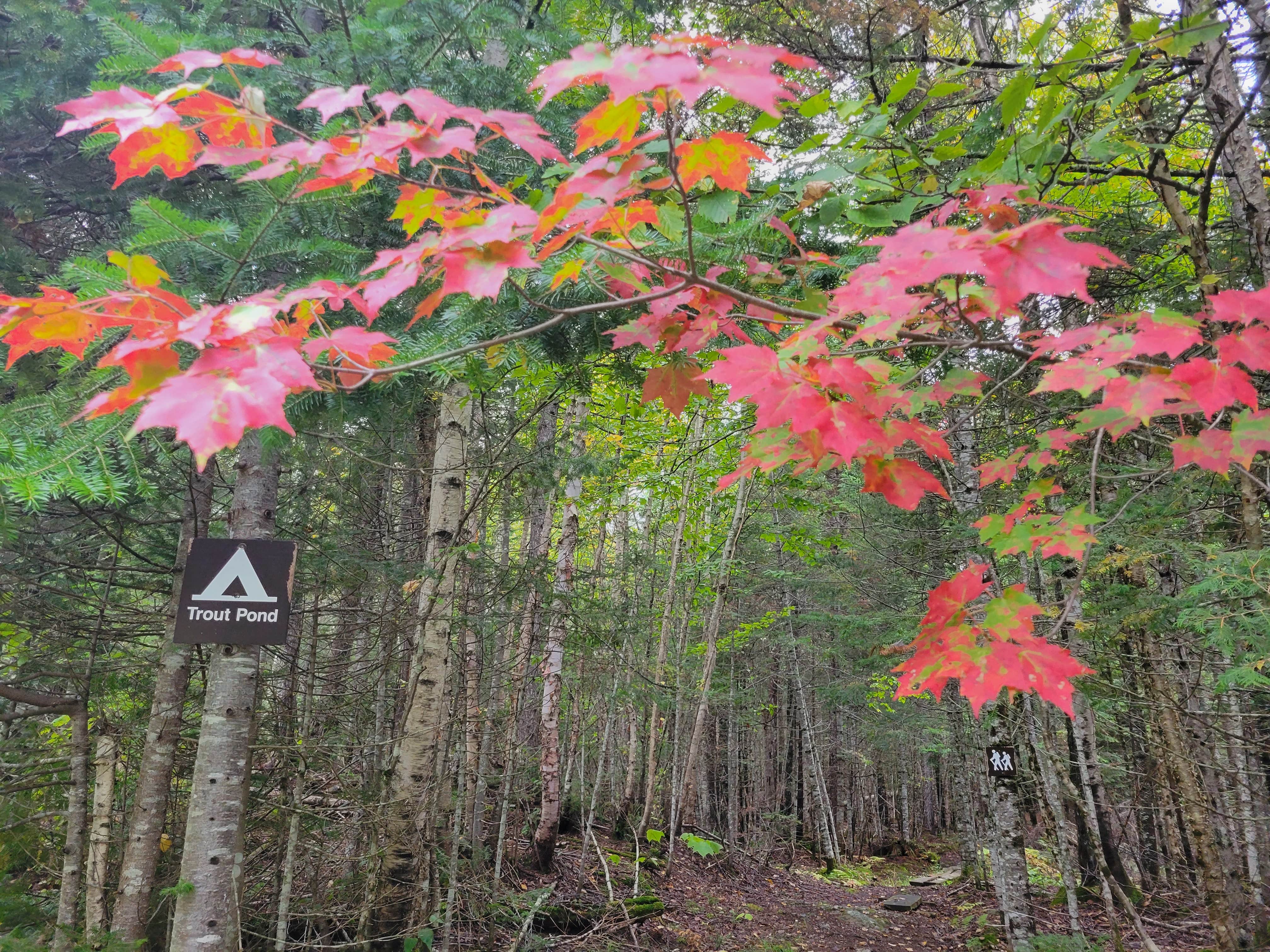 Camper submitted image from Trout Pond Campsite - 2