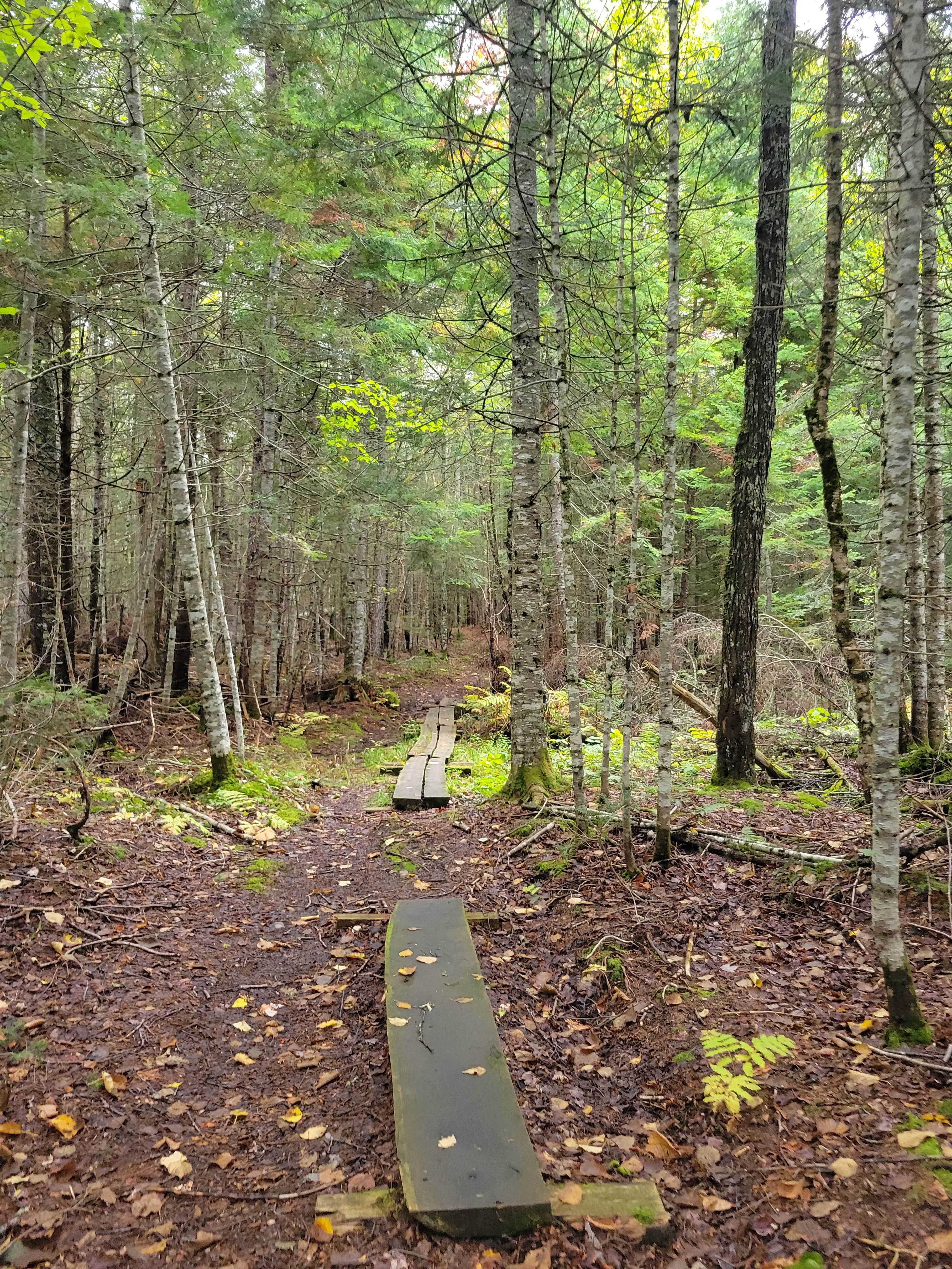 Camper submitted image from Trout Pond Campsite - 5