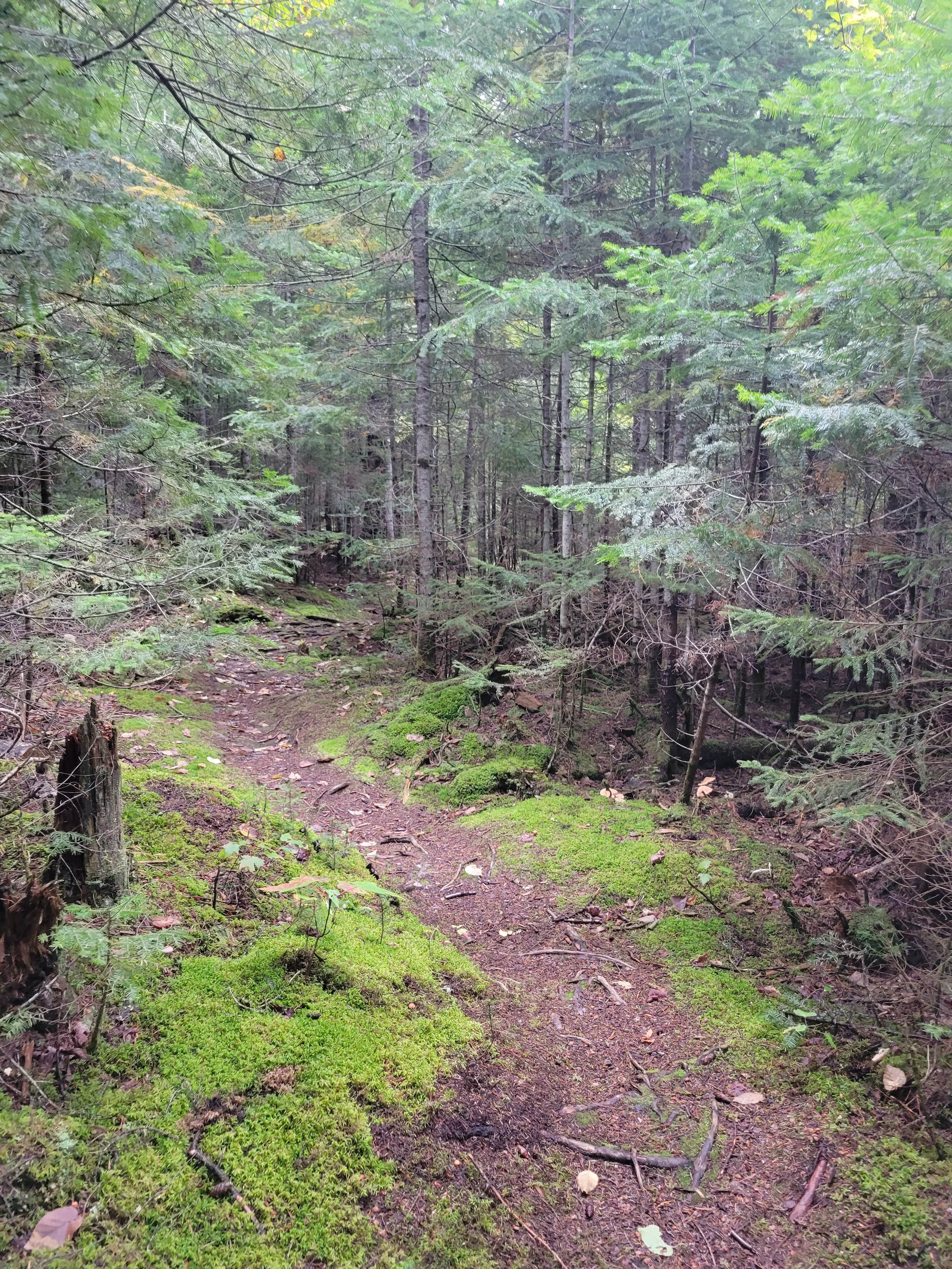 Camper submitted image from Trout Pond Campsite - 3