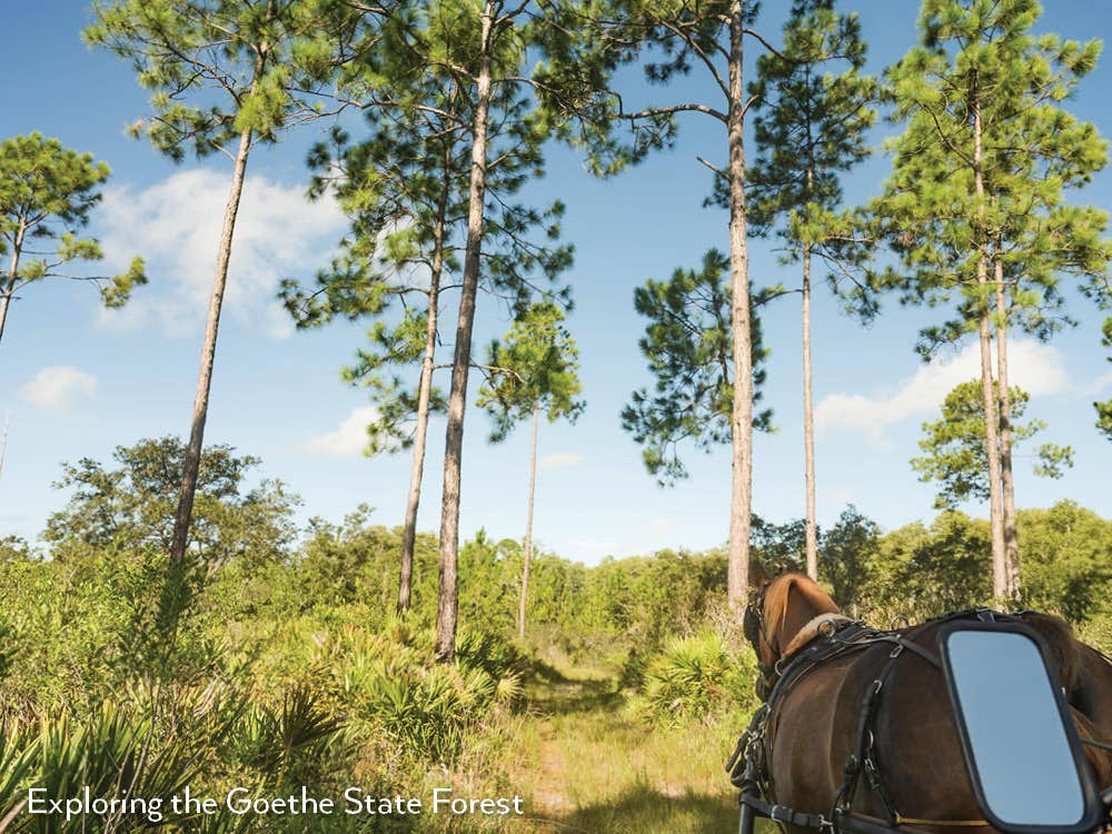 Camper-submitted photo at Black Prong Equestrian Village near Bronson, FL