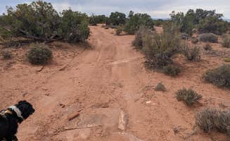 Greg L.'s photo of camping with pets at BLM Mineral Point Dispersed Camping Area near Canyonlands National Park