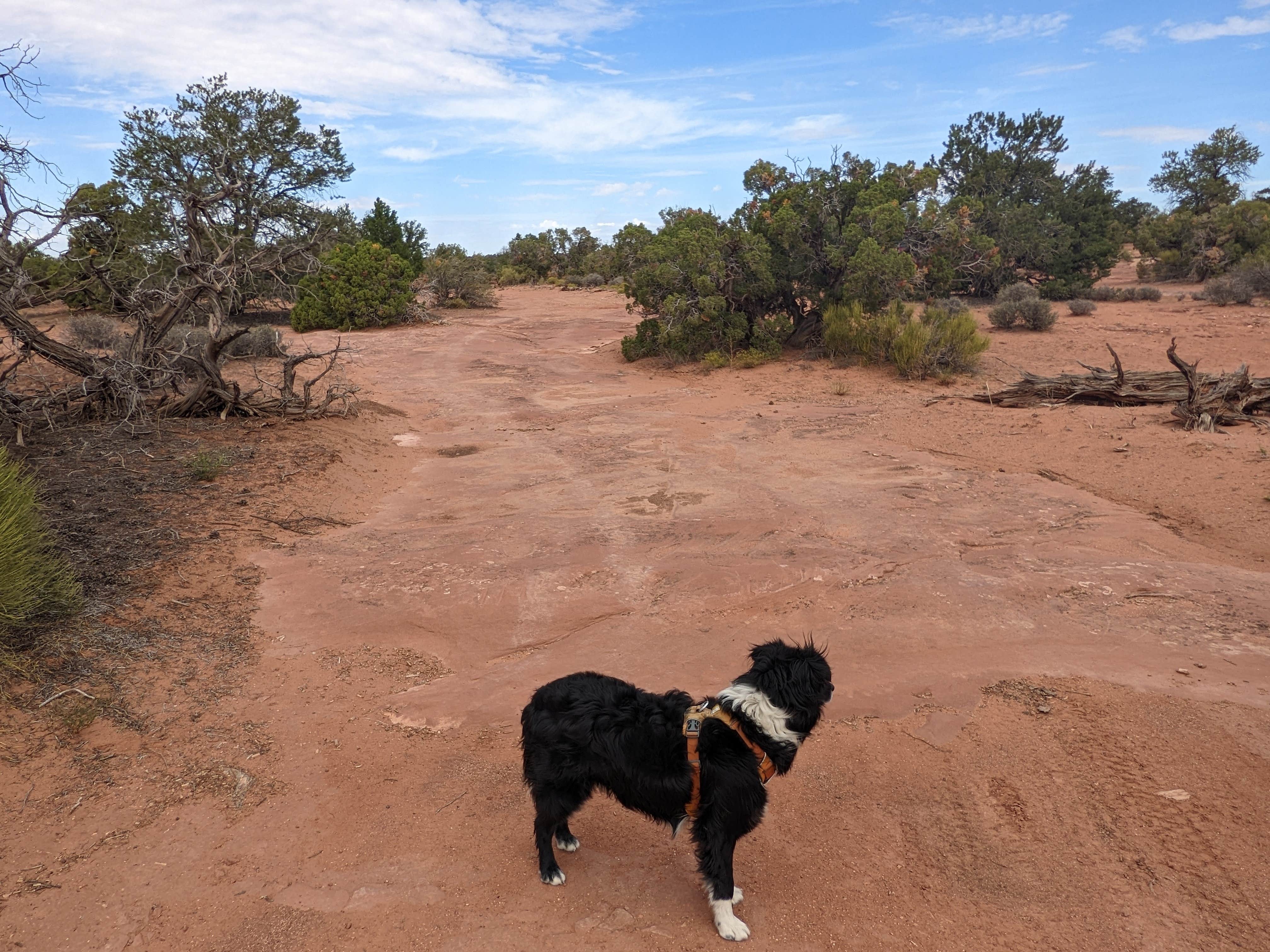 Greg L.'s photo of camping with pets at BLM Mineral Point Dispersed Camping Area near Canyonlands National Park