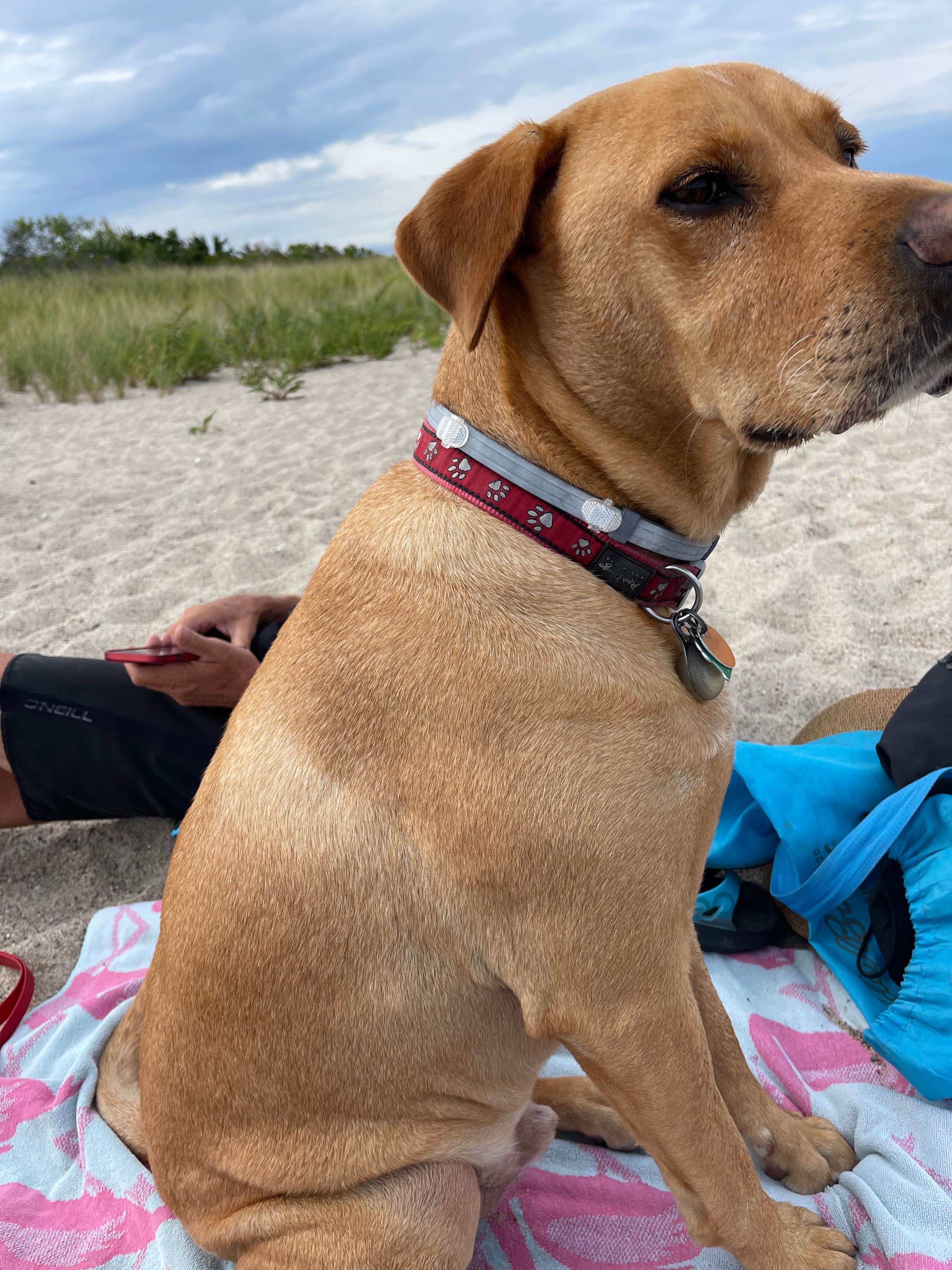Kelly F.'s photo of camping with pets at Shawme Crowell State Forest Campground near Plymouth, MA