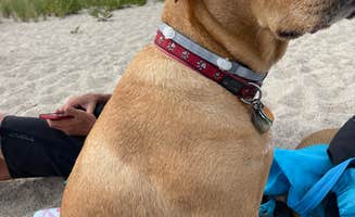 Kelly F.'s photo of camping with pets at Shawme Crowell State Forest Campground near North Carver, MA