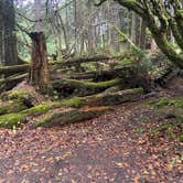 Review photo of Kalaloch Campground - group — Olympic National Park by Riley N., September 28, 2022