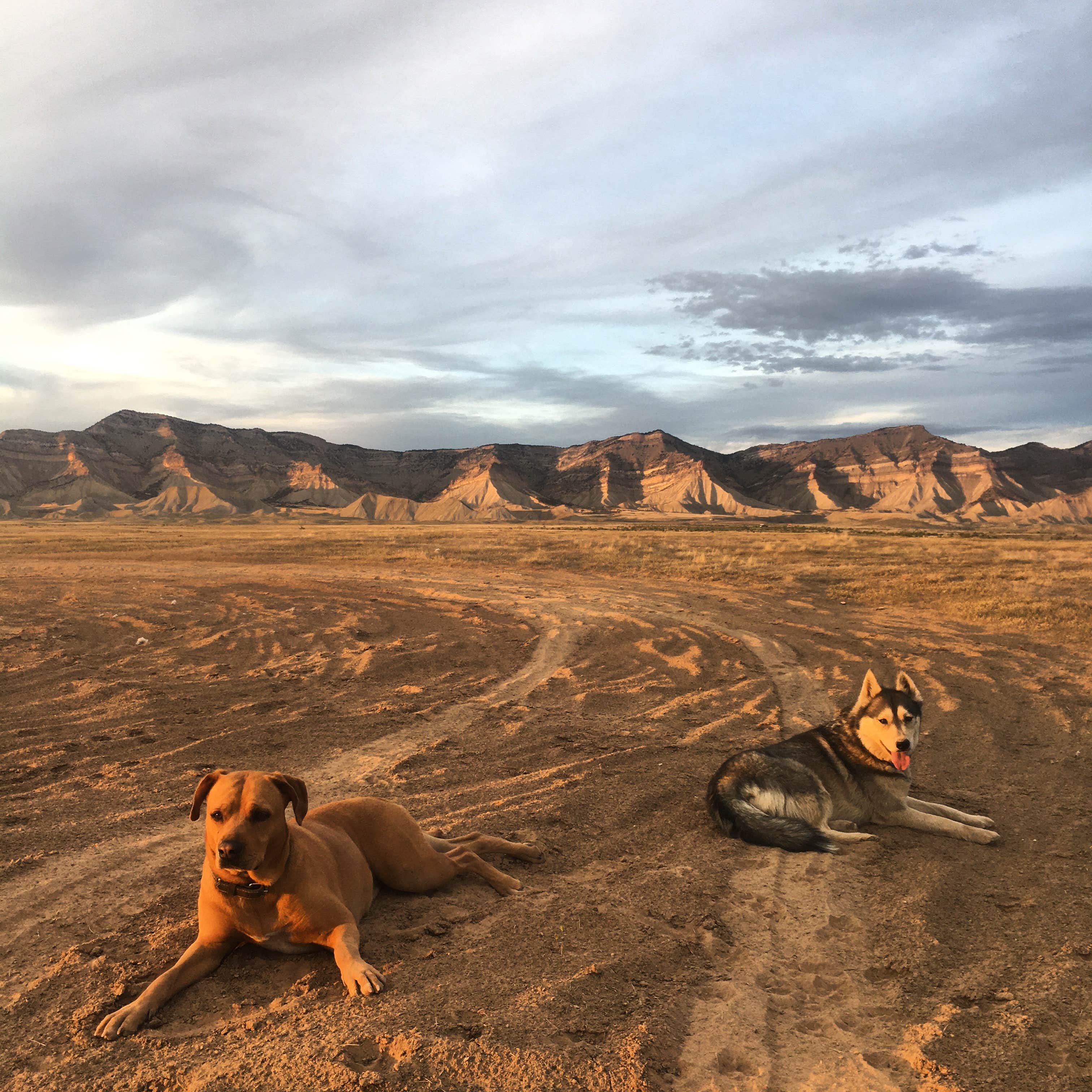 Caleb L.'s photo of camping with pets at Grand Junction Desert Road Recreation Area BLM near Palisade, CO
