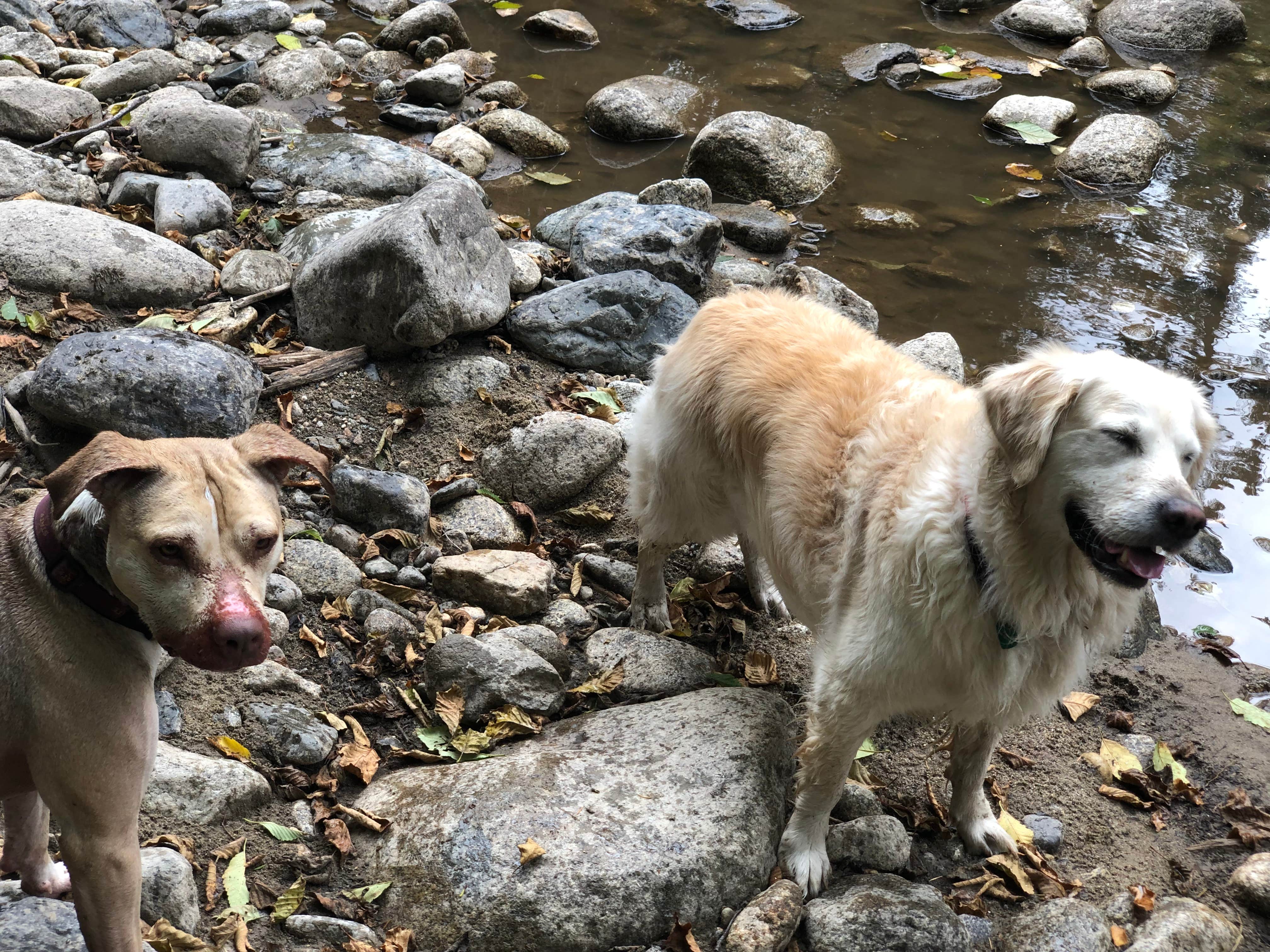 K W.'s photo of camping with pets at Bedal Campground near Mt. Baker-Snoqualmie National Forest