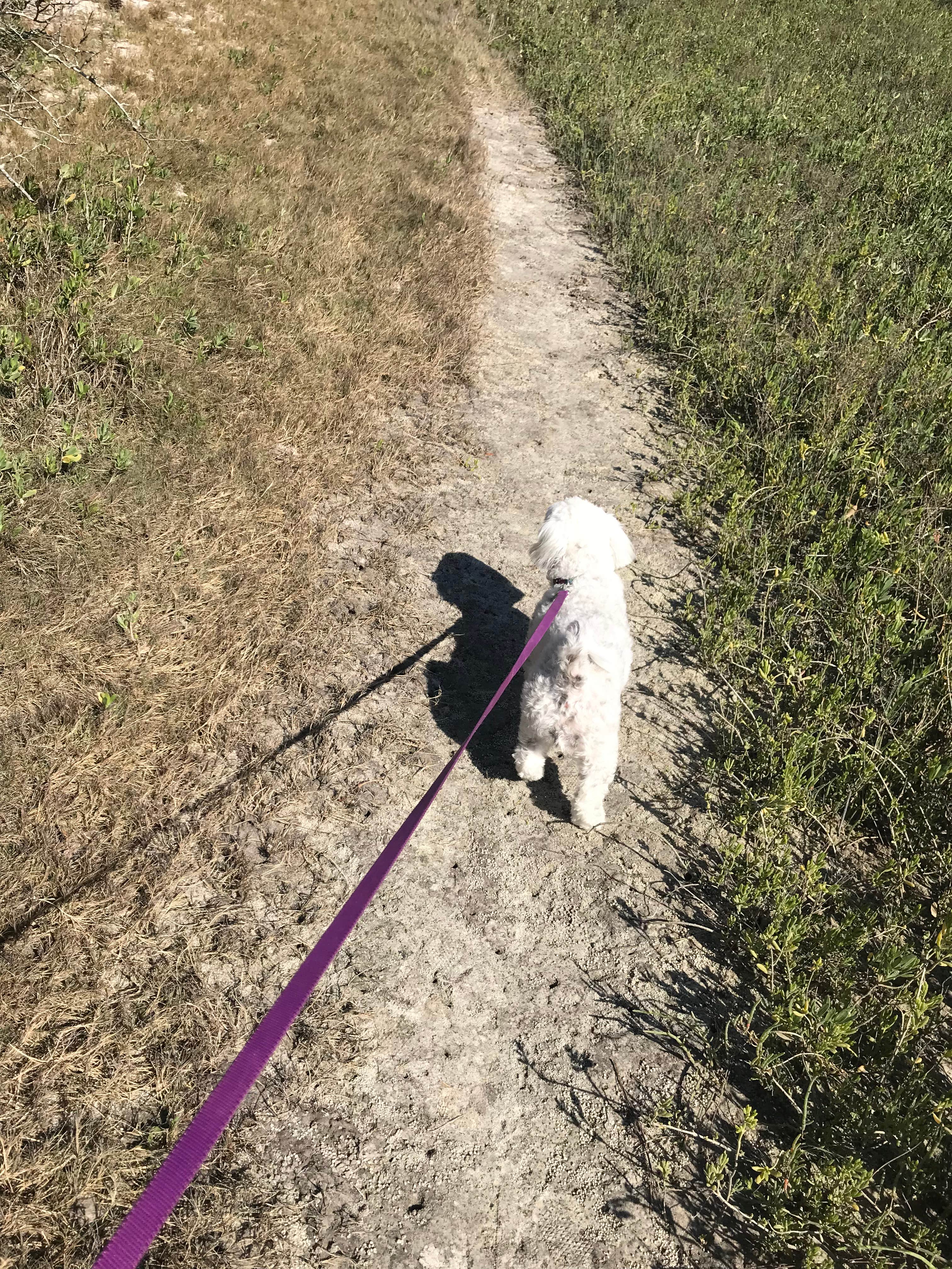 Kandi G.'s photo of camping with pets at Little Talbot Island State Park Campground near Jacksonville, FL