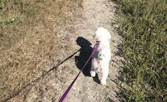 Kandi G.'s photo of camping with pets at Little Talbot Island State Park Campground near Jacksonville, FL