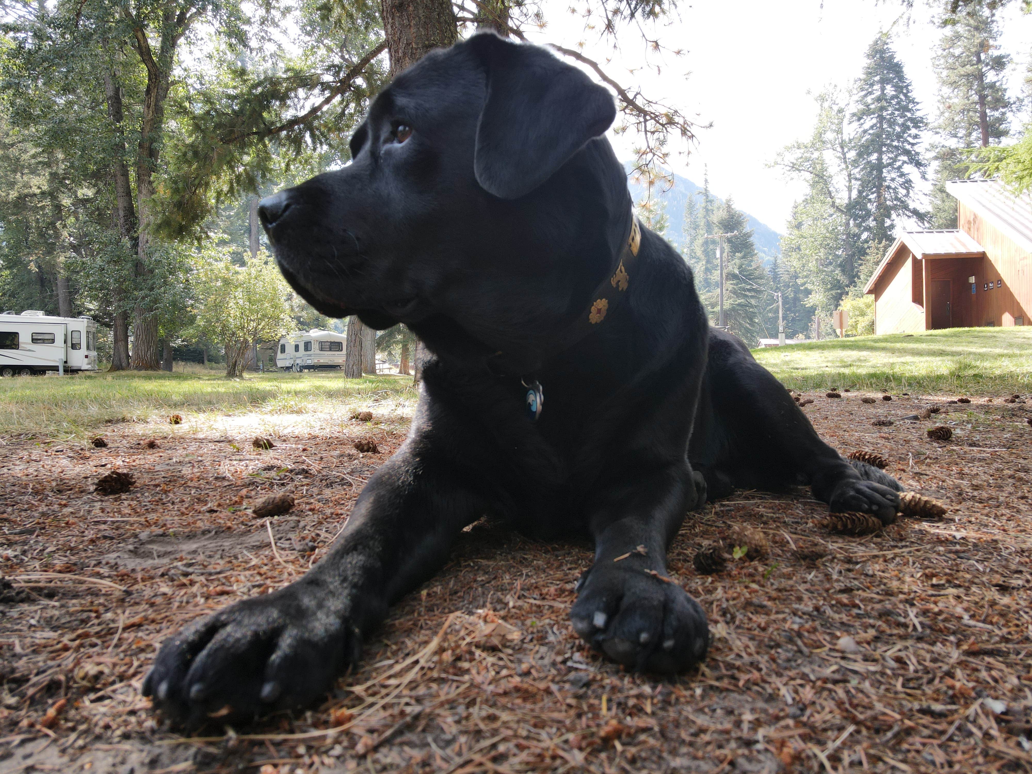 Gintare's photo of camping with pets at Wallowa Lake State Park Campground near Halfway, OR