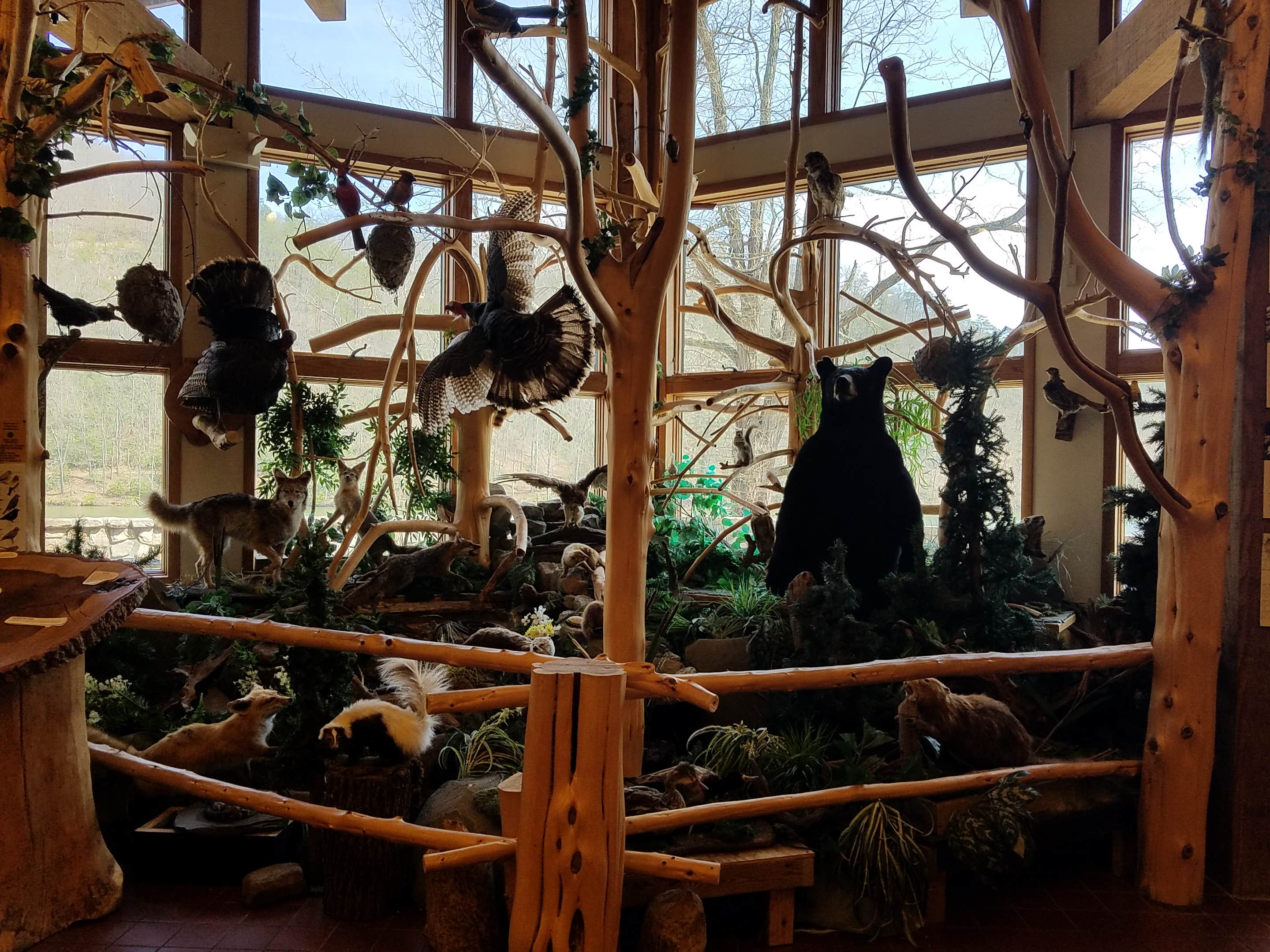 Nancy W.'s photo of camping with pets at Camp Burson Campground — Hungry Mother State Park near Mouth of Wilson, VA