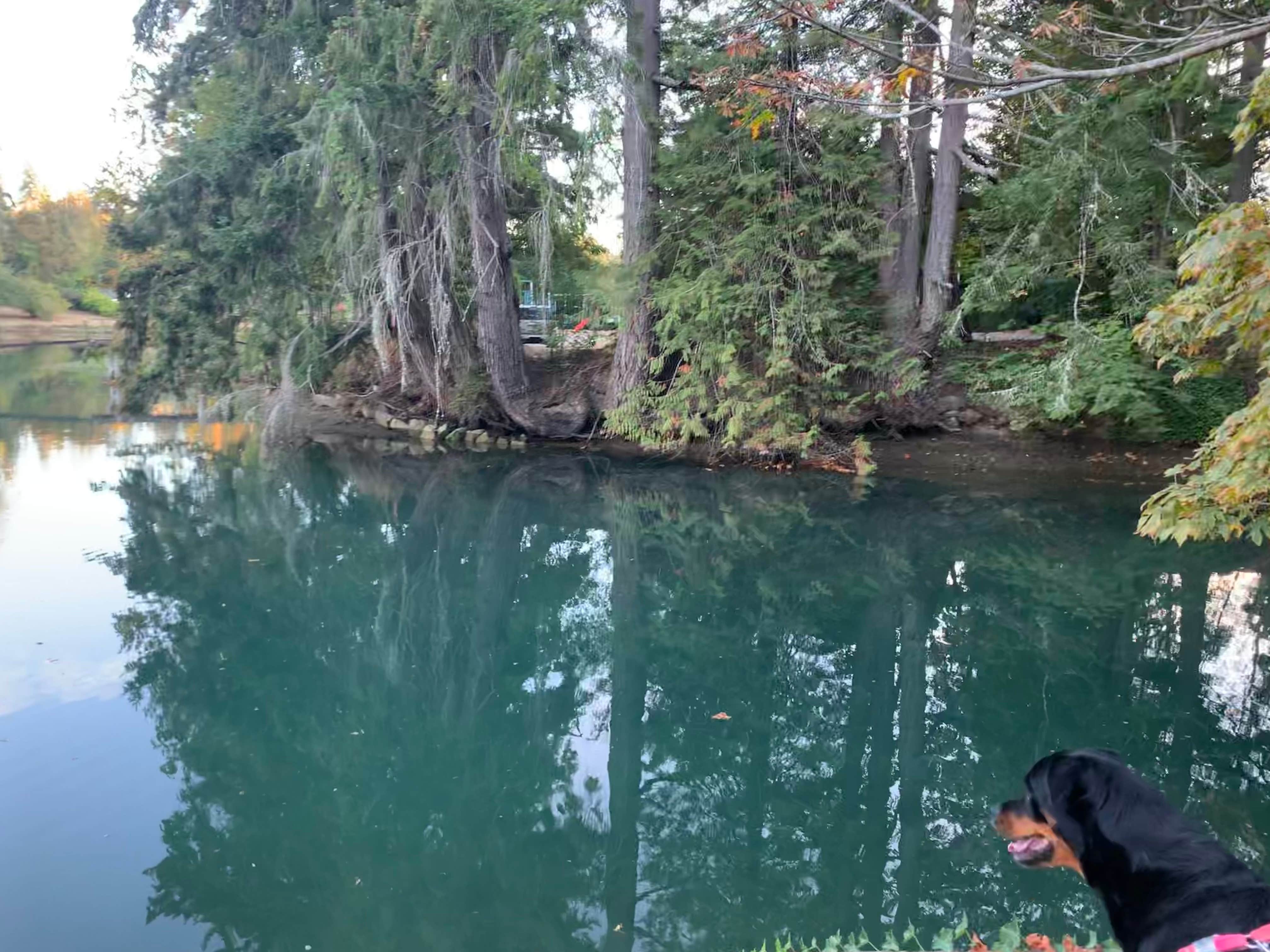 Claudia's photo of camping with pets at Lakebay Getaway near Tacoma, WA