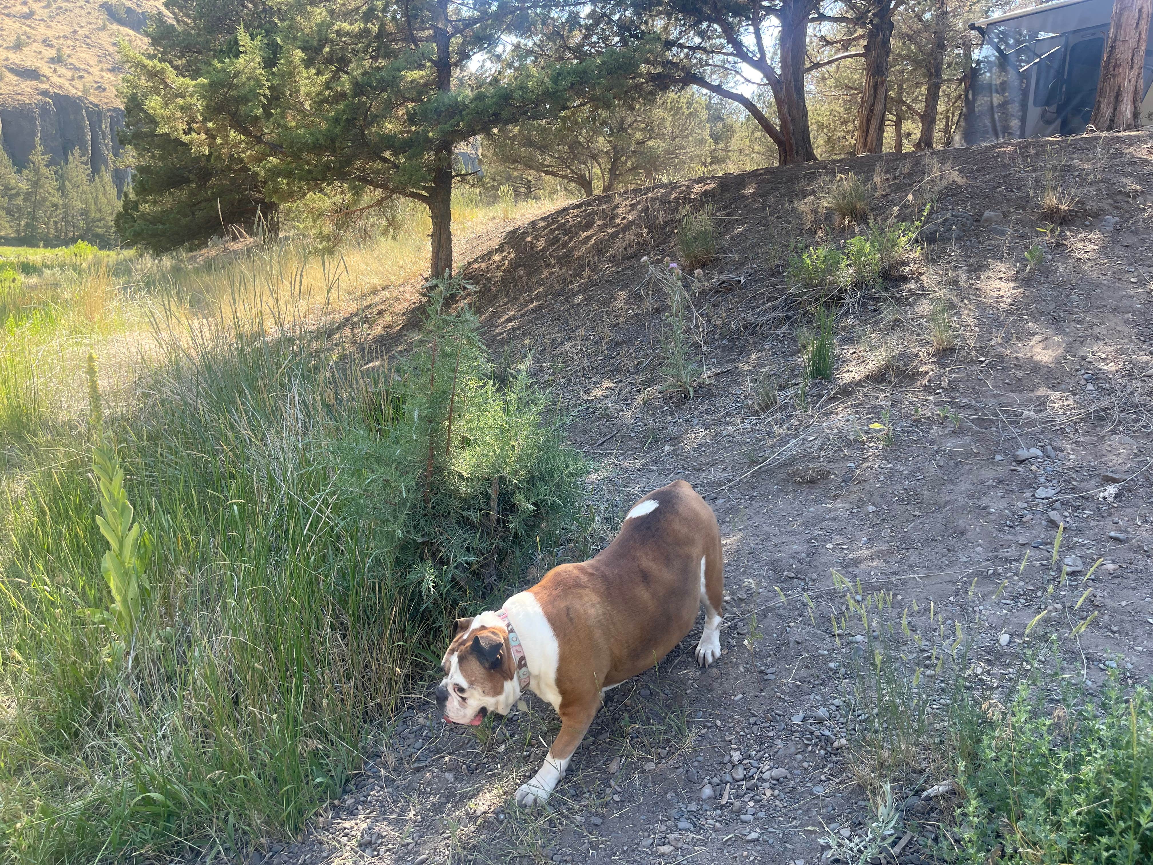 James W.'s photo of camping with pets at Macks Canyon Recreation Site near John Day Lock and Dam, Lake Umatilla