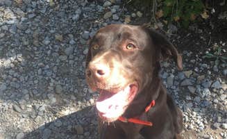 Alex K.'s photo of camping with pets at Upper Karr Canyon Campground near Cloudcroft, NM