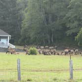 Review photo of Elk Prairie Campground by JP C., September 30, 2022