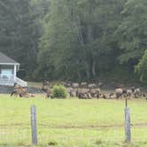 Review photo of Elk Prairie Campground — Prairie Creek Redwoods State Park by JP C., September 30, 2022