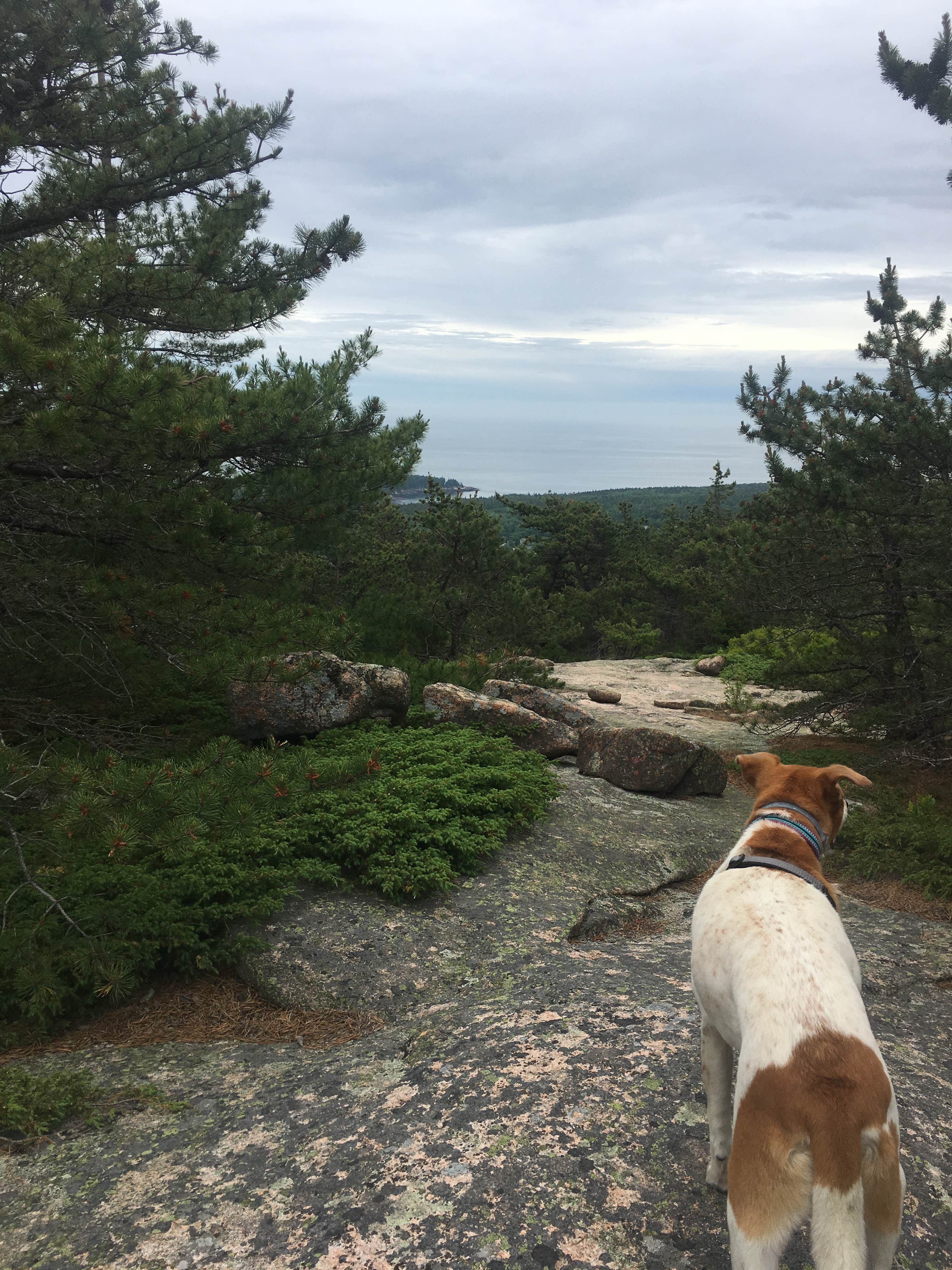 Bre W.'s photo of camping with pets at Blackwoods Campground — Acadia National Park near Stonington, ME
