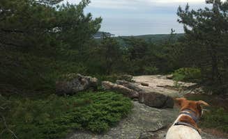 Bre W.'s photo of camping with pets at Blackwoods Campground — Acadia National Park near Islesford, ME