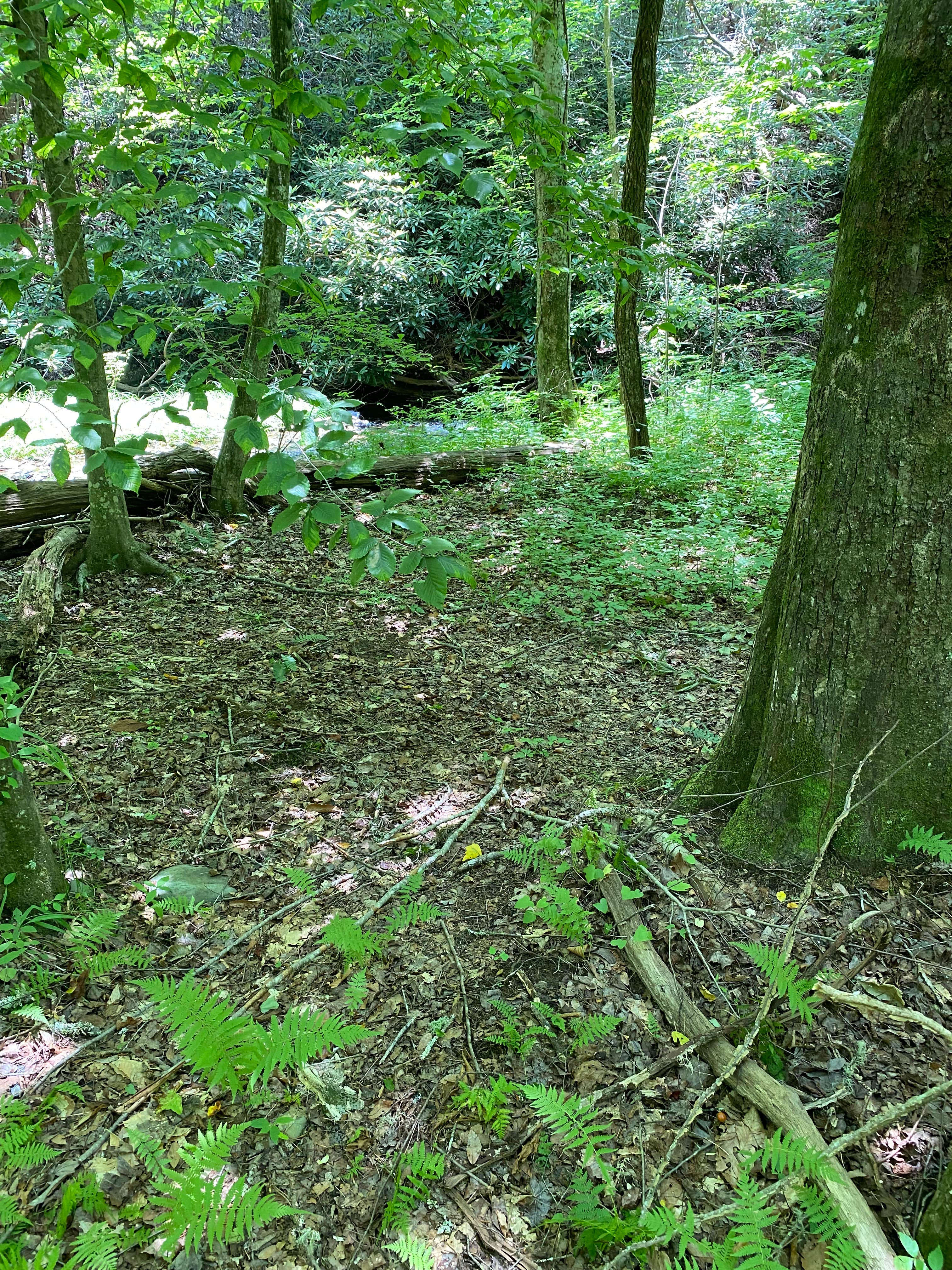 Camper-submitted photo at Goforth Creek Campground G near Delano, TN