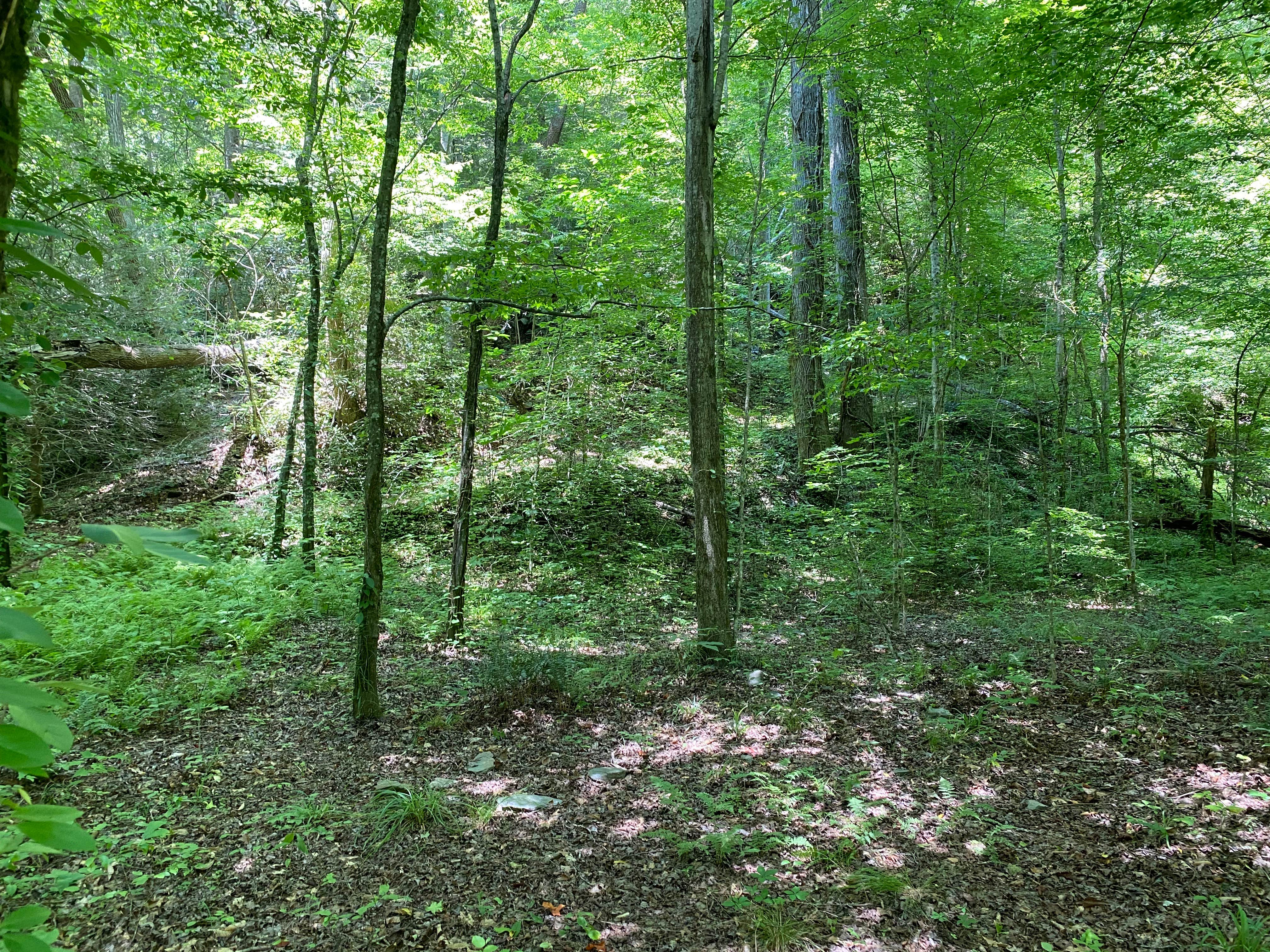 Camper-submitted photo at Goforth Creek Campground G near Delano, TN