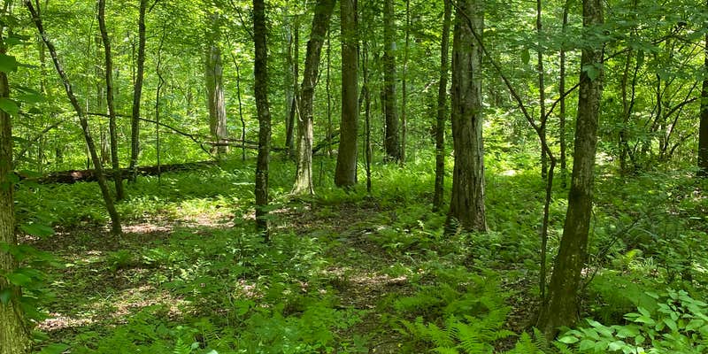 Camper submitted image from Goforth Creek Campground G