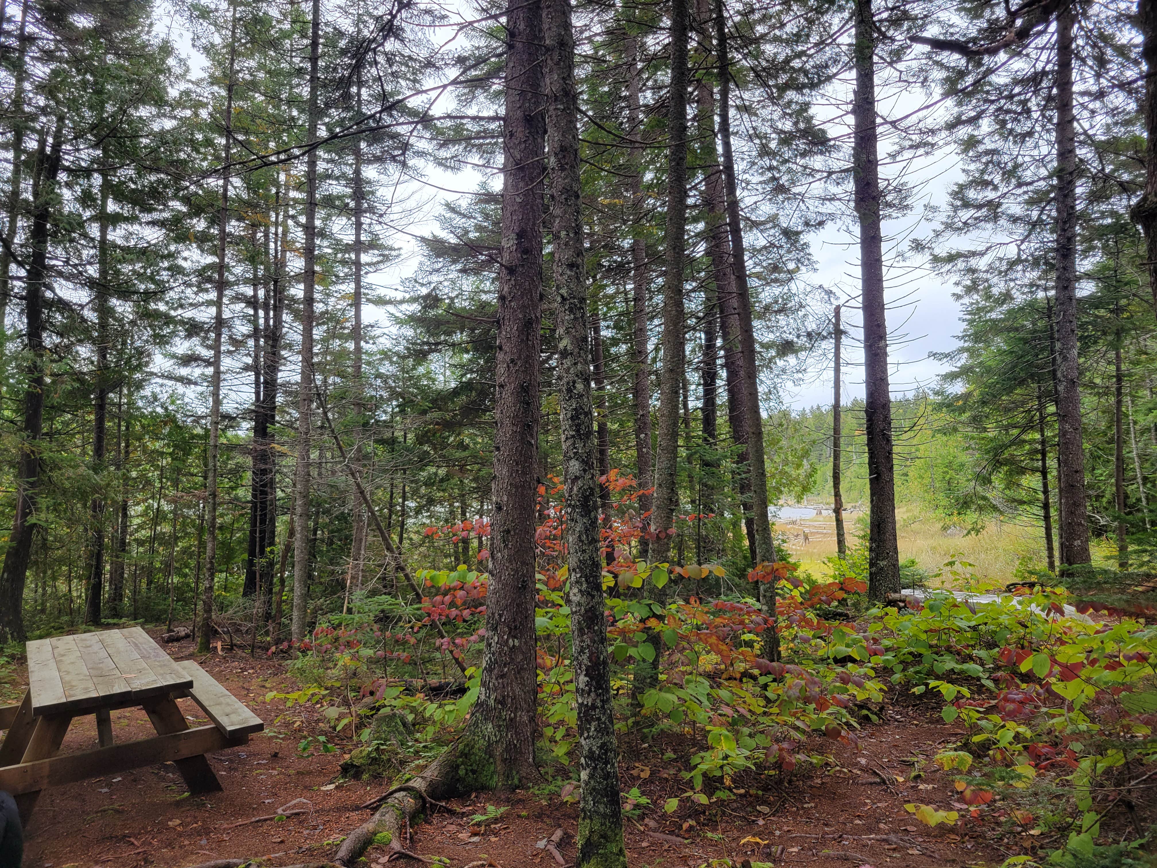 Camper submitted image from Little Notch Pond Campsite - 4