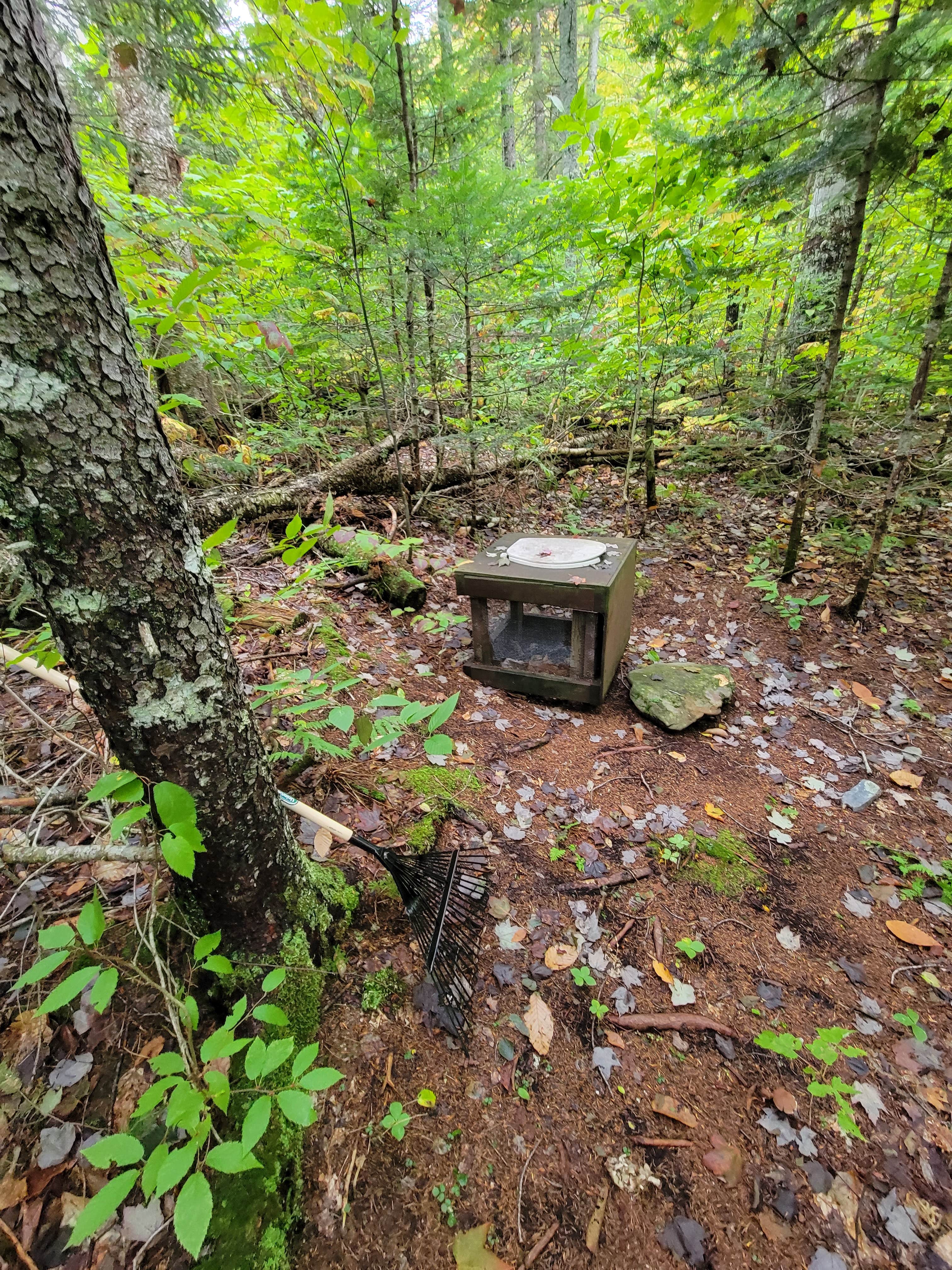 Camper submitted image from Little Notch Pond Campsite - 1