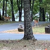 Review photo of DeGray Lake Resort State Park — De Gray State Park by Shana D., September 30, 2022